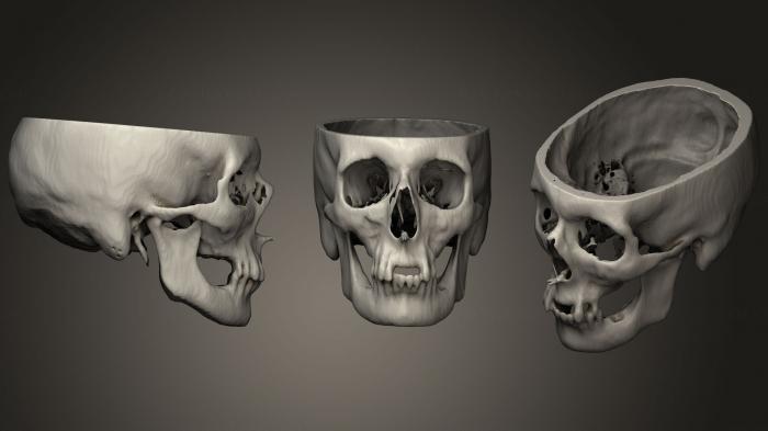 Anatomy of skeletons and skulls (ANTM_1294) 3D model for CNC machine